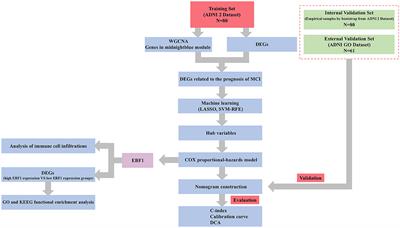 EBF1 is a potential biomarker for predicting progression from mild cognitive impairment to Alzheimer's disease: an in silico study